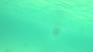 Yüzme kelebek adam deniz okyanus