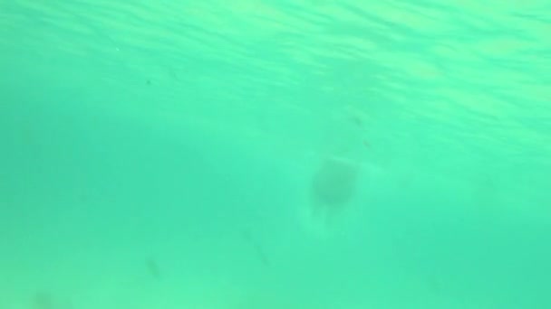 Zwemmen Butterfly Man zee oceaan — Stockvideo