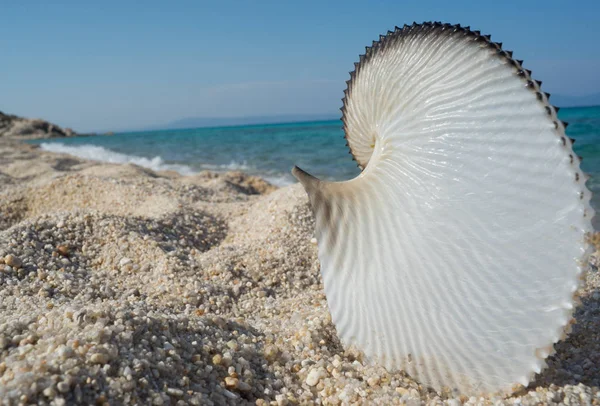 Seashell Beach-tenger Jogdíjmentes Stock Fotók