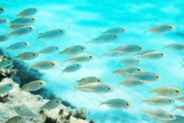 Passage Fish Salema — Stock Image Passage Fish Salema Stock Picture