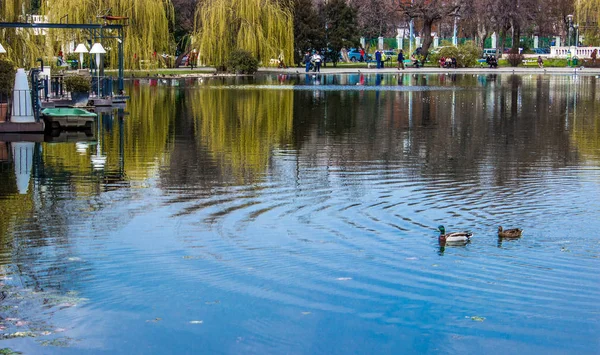 Patos em um lago em Budapeste Fotos De Bancos De Imagens Sem Royalties