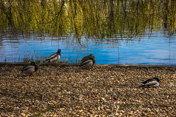 Patos perto de um lago em Budapeste Fotos De Bancos De Imagens