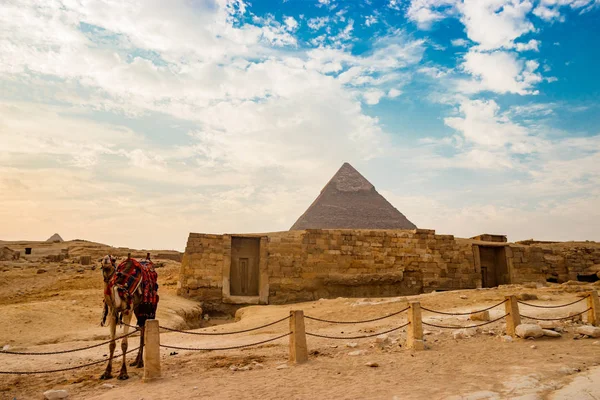 Kameel in de buurt van ruïnes van piramide in Caïro, Egypte — Stockfoto