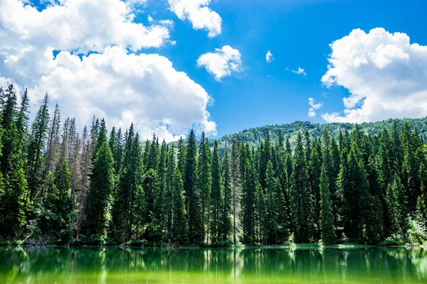 Coniferous forest and Black lake