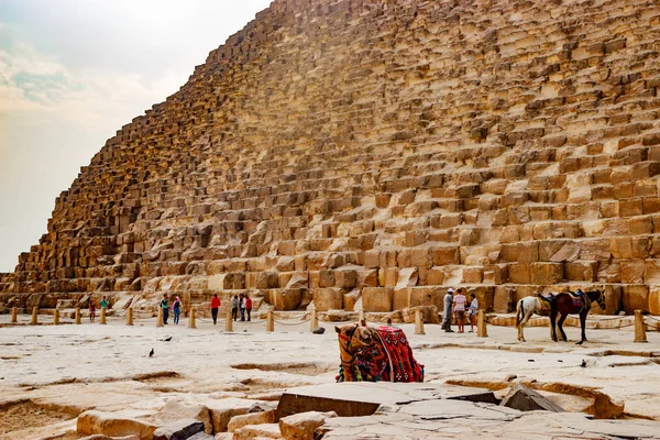 Kameel in de buurt van de oude piramide in Caïro, Egypte — Stockfoto