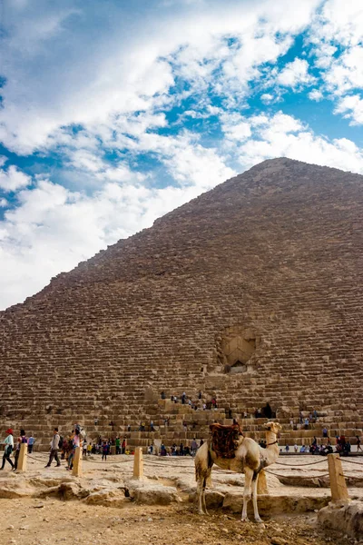 Camelo perto da pirâmide no Cairo, Egito — Fotografia de Stock