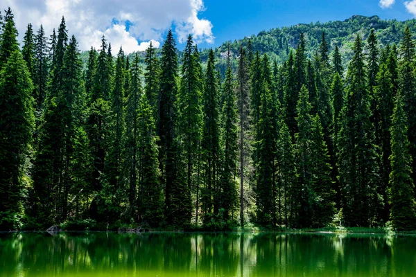Lago nero e foresta di conifere — Foto Stock