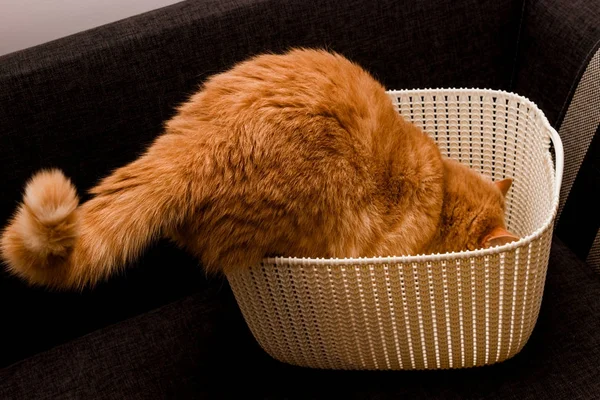 Kırmızı meraklı kedi