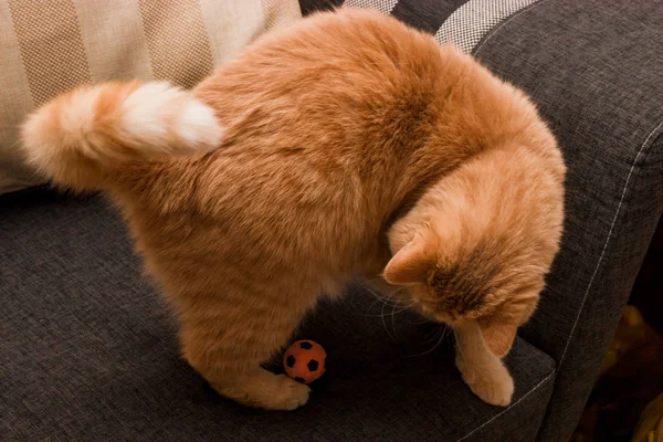 Gato vermelho curioso — Fotografia de Stock