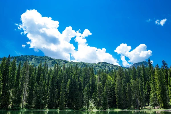 İğne yapraklı orman ve siyah göl