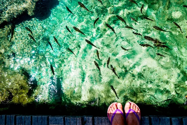 Fische in den Plitvicer Seen in Kroatien — Stockfoto