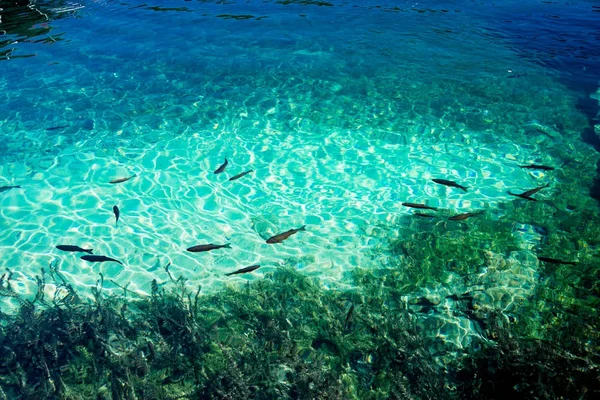 Pesce nei laghi di Plitvice in Croazia — Foto Stock