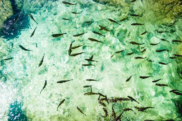 Peixe no parque nacional Plitvice, Croácia Fotos De Bancos De Imagens Sem Royalties