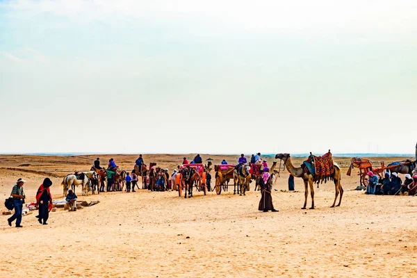 Caravana de camelo no Egito — Fotografia de Stock