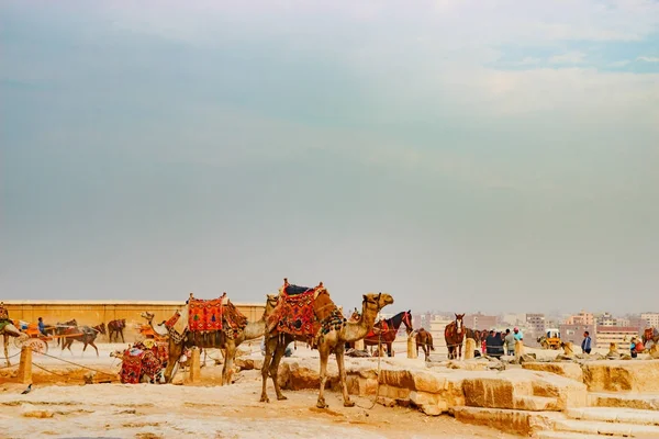 Deve yakınındaki antik piramit Cairo, Egypt