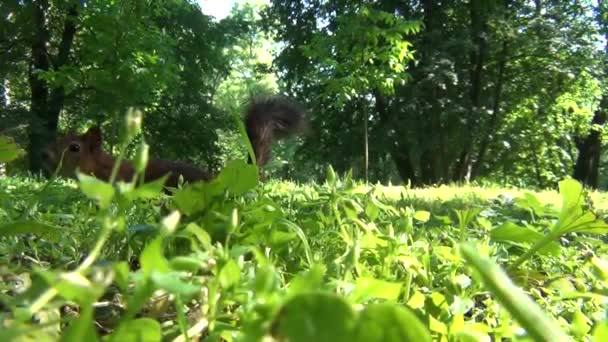 Eekhoorn verbergen in het gras — Stockvideo