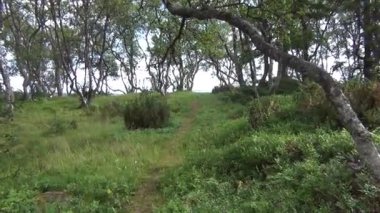 Ormanda tek başına yürüyen kadın