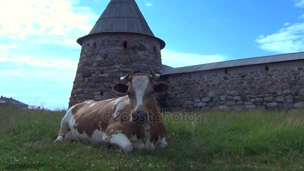 Vaca na frente de uma fortaleza — Vídeo de Stock