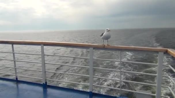 Uma gaivota no carril do navio — Vídeo de Stock