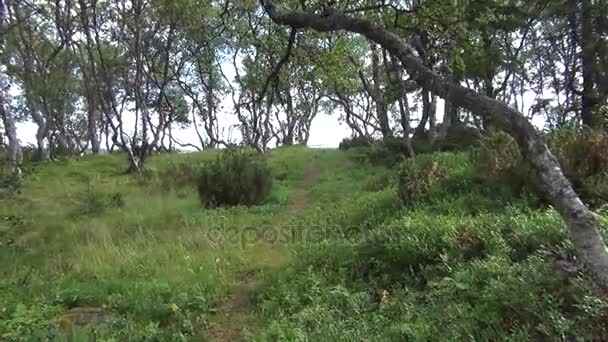 Kvinnan promenader ensam i skogen — Stockvideo