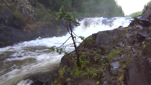 Albero in piedi su una scogliera di un fiume — Video Stock