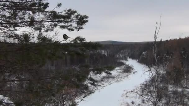 MES fågel sitter i trädet, vinterlandskap — Stockvideo