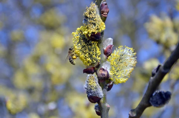 Çiçekli willow ve arı