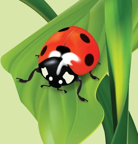 Ladybug. Vector illustration — Stock Vector