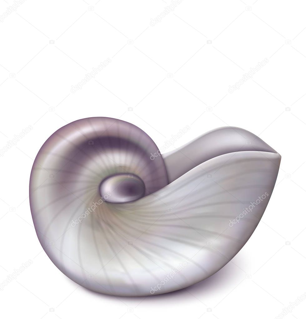 Nautilus sea shell on white. Vecror illusrtation