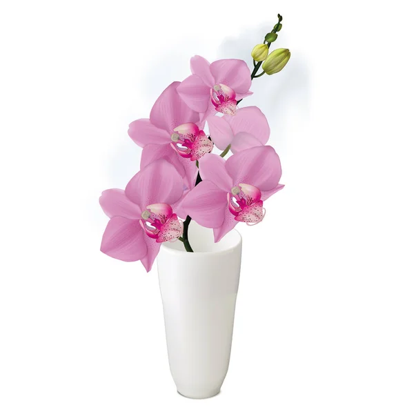 Rama de orquídeas con brotes en jarrón blanco. Vector ilustrador — Vector de stock