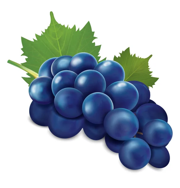 Ramo de uvas azules. Ilustración vectorial — Vector de stock