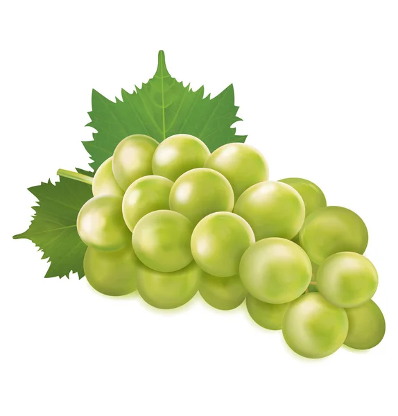 Green grapes bunch. Vector illustration — Stock Vector