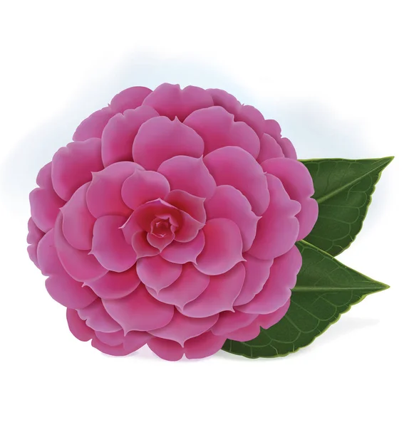 Singola fioritura rosa camelia rosa giapponese isolato su un bianco b — Vettoriale Stock