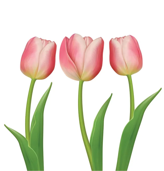 Tulips flowers on white background. Vector illustration — Stock Vector