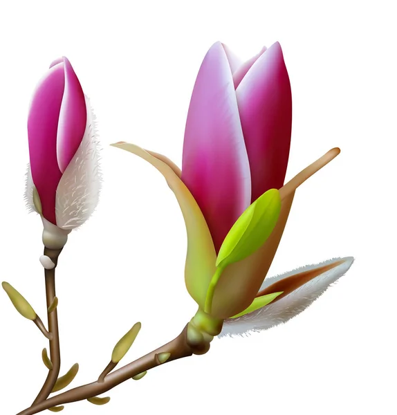 Flores Magnolia Rosa Ilustración Vectorial — Vector de stock