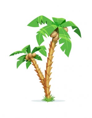 İki tropikal hurma Hindistan cevizi ile