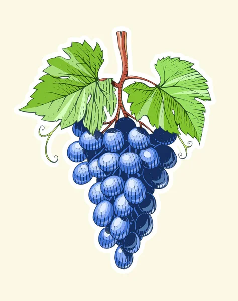 Uva. Mazzo di Berrys in stile incisione . — Vettoriale Stock
