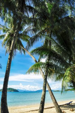 Kumsalda hindistan cevizi ağacı