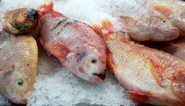 Buzda taze balık