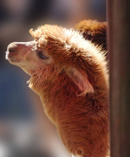 Porträtt av brun alpacka — Stockfoto