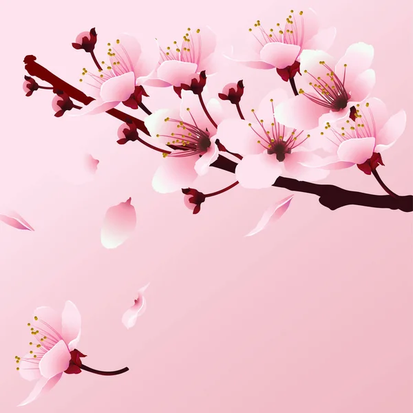 Ramo de flor de cereja — Vetor de Stock