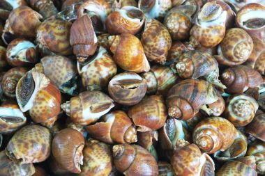 Benekli babylon salyangoz