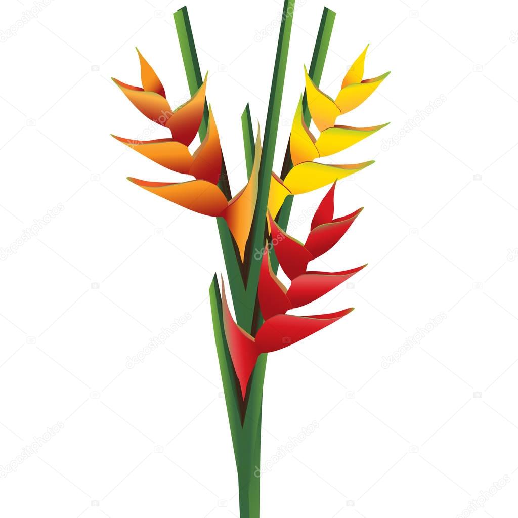 heliconia flower bouquet