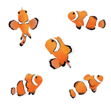 Palyaço Anemone balıklar