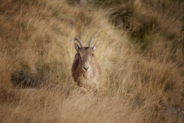 Kameraya bakarak yaban keçisi — Stok fotoğraf