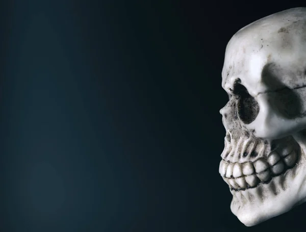 Der große weiße Totenkopf — Stockfoto