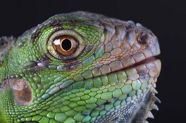 büyük ve güzel bir yeşil iguana