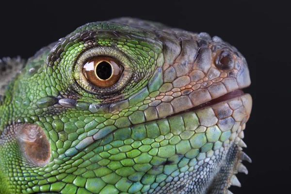 Una gran y hermosa iguana verde —  Fotos de Stock