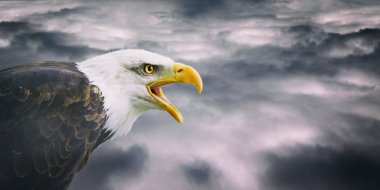 Bald eagle portresi
