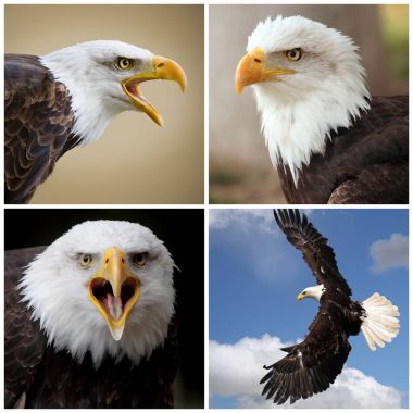 Amerikan kel Kartallar dört fotoğraf ile kompozisyon